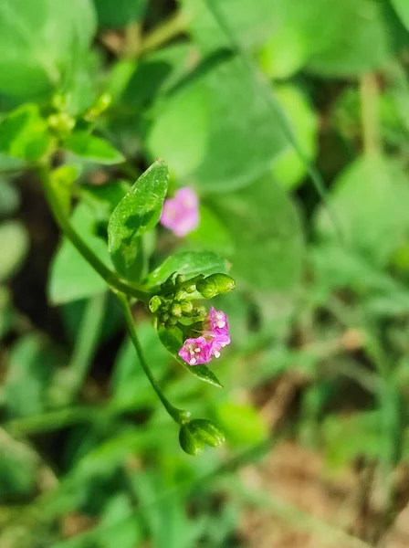 Selektivní Zaměření Punarnava Medicine Plant Detailní Záběr Rozostření Pozadí — Stock fotografie