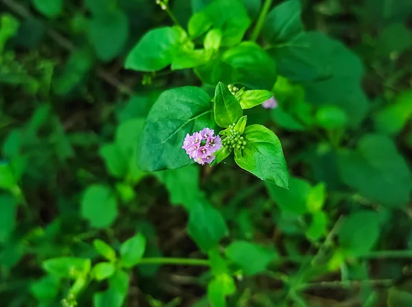 Obiettivo Selettivo Punarnava Medicine Plant Primo Piano Colpo Sfocatura Sfondo — Foto Stock