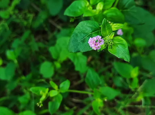 Obiettivo Selettivo Punarnava Medicine Plant Primo Piano Colpo Sfocatura Sfondo — Foto Stock