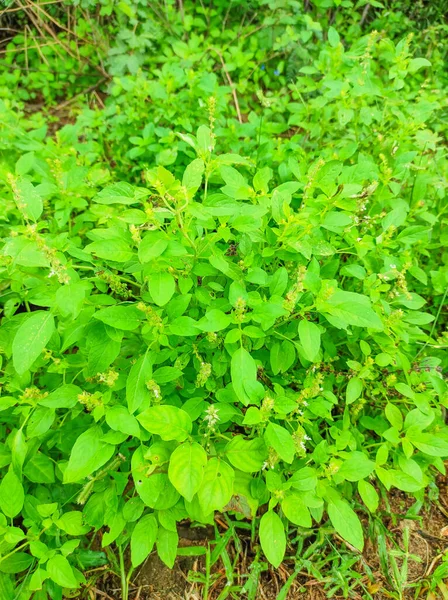 Närbild Skott Kali Tulsi Medicinfabrik Selektivt Fokus Bakgrundssuddighet — Stockfoto