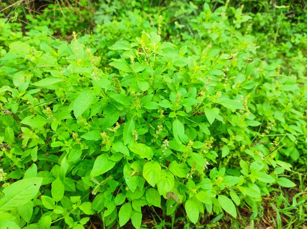 Tiro Perto Kali Tulsi Medicine Plant Foco Seletivo Desfoque Fundo — Fotografia de Stock