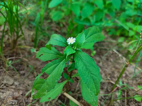 Closeup Shot Bhringaraj Medicine Plan Selective Focus Subject Background Blur — Stock Photo, Image