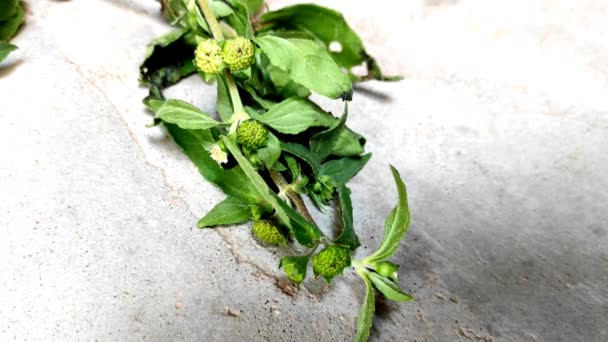 Closeup Shot Bhringaraj False Daisy Trailing Eclipta Kesharaj Eclipta Prostrata — Stock Video