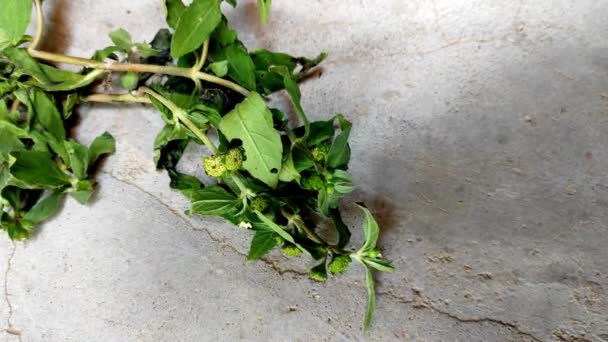 Closeup Shot Bhingaraj False Daisy Trailing Eclipta Kesharaj Eclipta Prostrata — 비디오