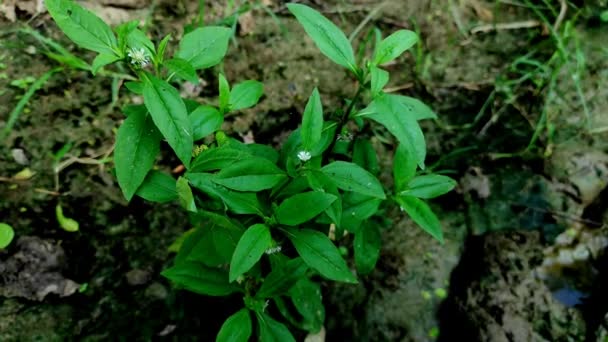 Primer Plano Bhringaraj Falsa Margarita Trailing Eclipta Kesharaj Eclipta Prostrata — Vídeos de Stock