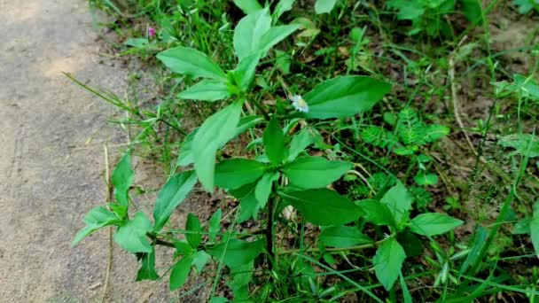 Gros Plan Bhringaraj Fausse Marguerite Eclipta Traînante Kesharaj Eclipta Prostrata — Video