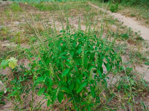 Closeup Shot Barbari Common Basil Lemon Basil Maunvus Basil Common — стокове фото