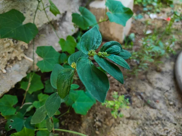 Sebuah Closeup Shot Dudhi Medicine Plant Fokus Selektif Pada Subjek — Stok Foto