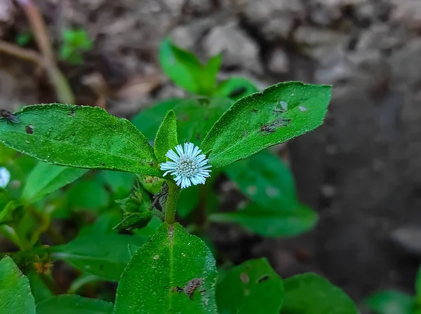 Nahaufnahme Shot Trailing Eclipta Ayurvedic Medicine Plant Selektive Fokussierung Auf — Stockfoto