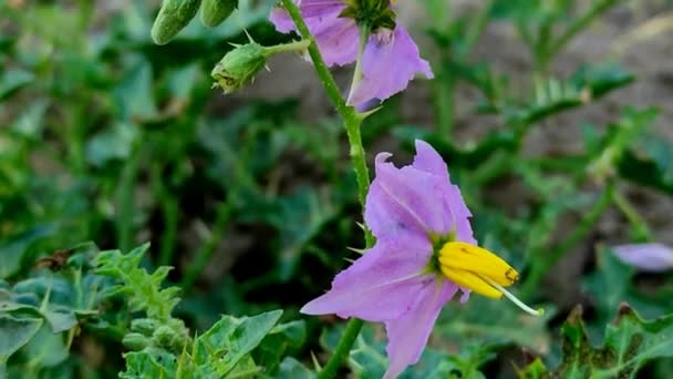 Kateli Ayurvedic Medicine Flowers Plant Background Blur Selective Focus — 图库视频影像