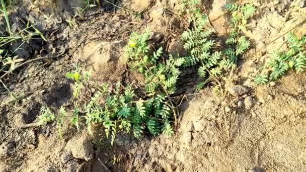 Syn Tribulus Lanuginosus Plant Common Name Zgooophyllaceae Chota Gokhru Hatheechikar — 비디오