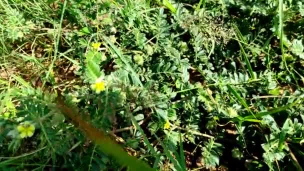 Syn Tribulus Lanuginosus Bitki Yaygın Adı Zygophyllaceae Chota Gokhru Hatheechikar — Stok video