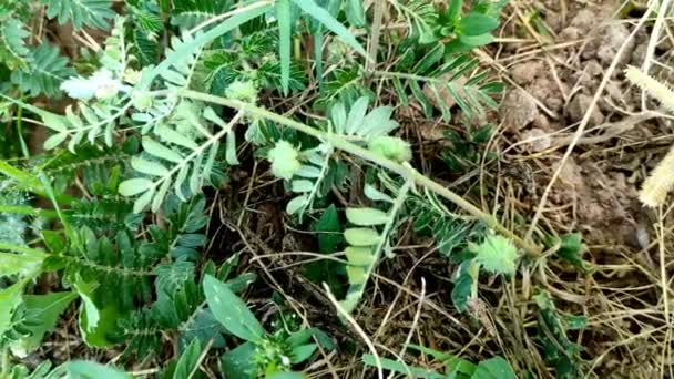 Syn Tribulus Lanuginosus Bitki Yaygın Adı Zygophyllaceae Chota Gokhru Hatheechikar — Stok video