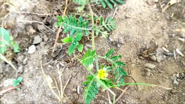 Syn Tribulus Lanuginosus Plant Common Name Zygophyllaceae Chota Gokhru Hatheechikar — стокове відео
