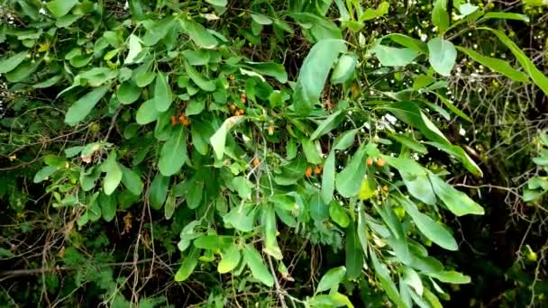 Este Árbol Nombre Común Lasora Gunda Bahuar Bahuka Indian Cherry — Vídeos de Stock