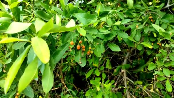 Este Árbol Nombre Común Lasora Gunda Bahuar Bahuka Indian Cherry — Vídeos de Stock