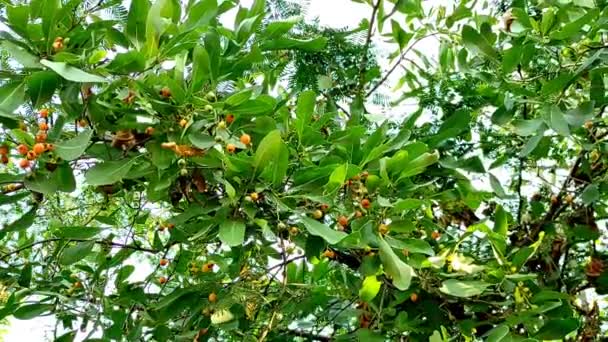 Tree Common Name Lasora Gunda Bahuar Bahuka Indian Cherry Clammy — стоковое видео