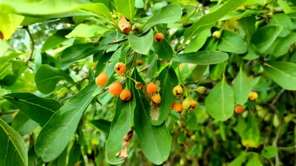 Tree Common Name Lasora Gunda Bahuar Bahuka Indian Cherry Clammy — Stock Video
