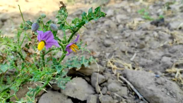 Kateli Ayurvedic Medicine Flowers Plant Background Blur Selective Focus — 图库视频影像