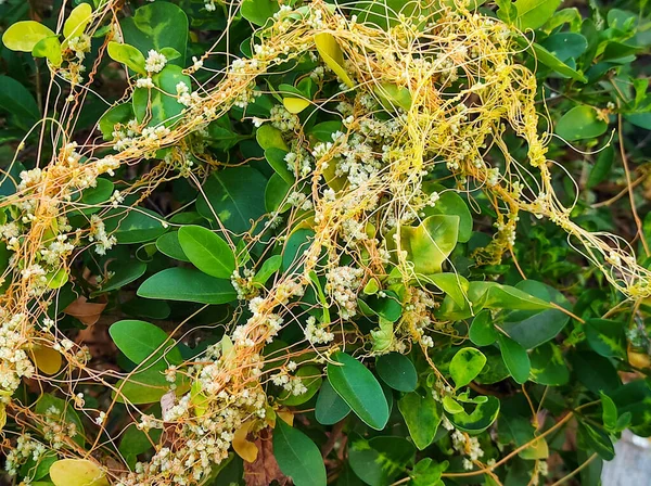 Foco Seletivo Amarbel Vine Ayurvedic Medicine Plant Background Blur — Fotografia de Stock