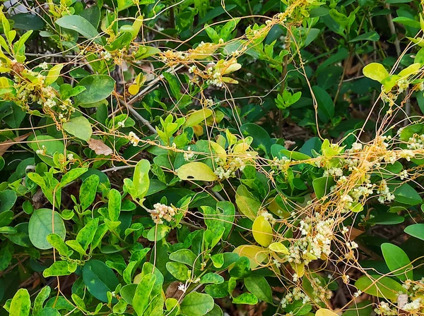 Foco Seletivo Amarbel Vine Ayurvedic Medicine Plant Background Blur — Fotografia de Stock