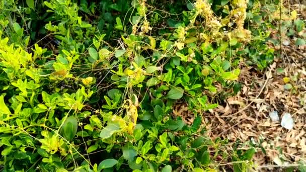 Roślina Nazwa Zwyczajowa Amarbel Cuscuta Reflex Giant Dodder Amarvalli Kolanimuli — Wideo stockowe