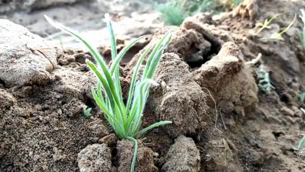 Belle Vue Agriculture Verte Village Indien Isabgol Plante Qui Pousse — Video