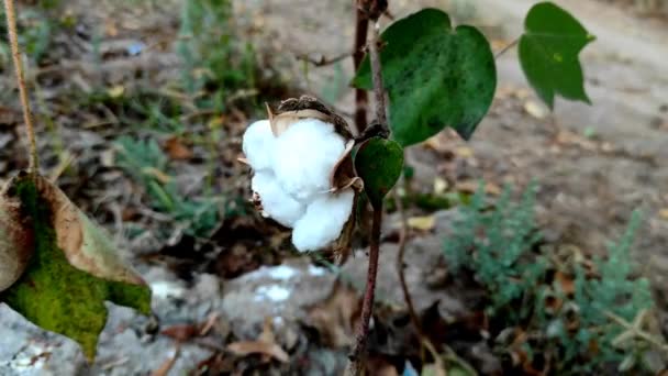 Gyönyörű Rövid Egy Indiai Falu Cotton Gyümölcs Virág Növény Növekszik — Stock videók