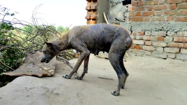 Hundekrankheit Indischem Dorf Hund Frisst Brot Indischem Dorf — Stockvideo