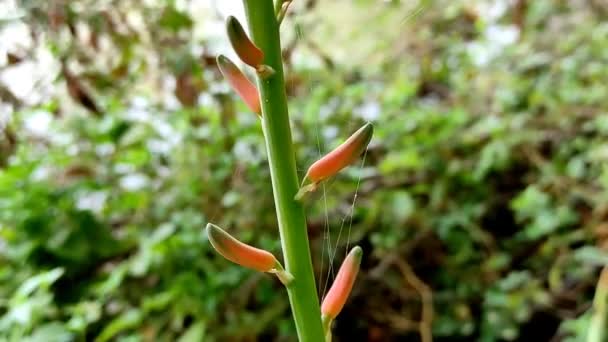 Aloe Vera Bitkisinin Güzel Kısa Çiçekleri Çiftlikte Büyüyor — Stok video