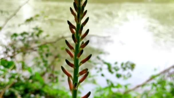 Egy Gyönyörű Rövid Aloe Vera Növény Virágok Nőnek Gazdaságban — Stock videók
