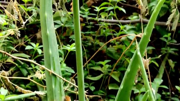 Hermoso Corto Flores Plantas Aloe Vera Creciendo Granja — Vídeo de stock
