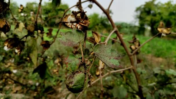 Gyönyörű Rövid Egy Indiai Falu Cotton Gyümölcs Virág Növény Növekszik — Stock videók
