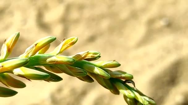 Beautiful Short Aloe Vera Plant Flowers Growing Farm — Stok Video