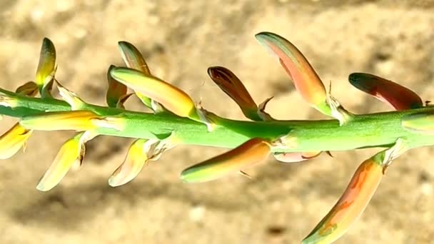 Belo Curto Flores Plantas Aloe Vera Crescendo Fazenda — Vídeo de Stock
