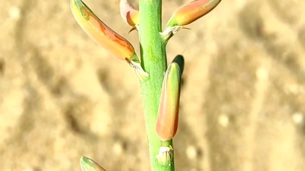 Een Mooie Korte Van Aloë Vera Plant Bloemen Groeien Farm — Stockvideo