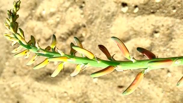Egy Gyönyörű Rövid Aloe Vera Növény Virágok Nőnek Gazdaságban — Stock videók