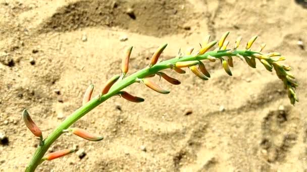 Beautiful Short Aloe Vera Plant Flowers Growing Farm — Stock Video