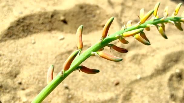 Beautiful Short Aloe Vera Plant Flowers Growing Farm — Stok Video