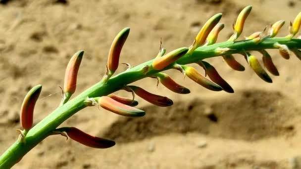 Belo Curto Flores Plantas Aloe Vera Crescendo Fazenda — Vídeo de Stock