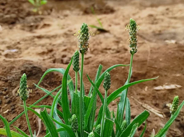 Krásný Pohled Isabgol Ispaghula Psyllium Seed Indian Plantago Rostlina Rostoucí — Stock fotografie