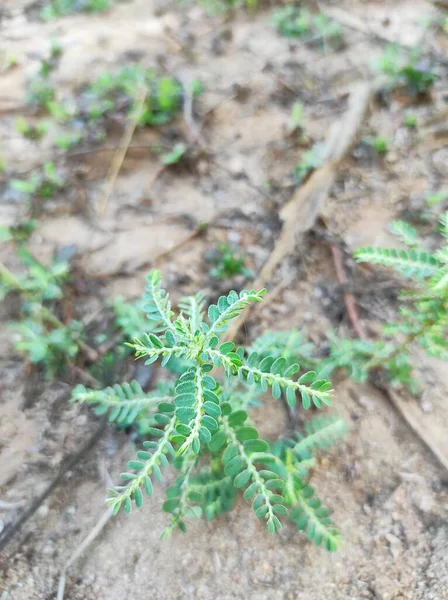 Bhumi Amla Bhui Amla Phyllanthus Niruri Dies Ist Lebensmittelmedizin Verwendung — Stockfoto