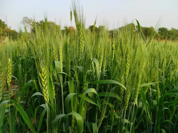 農場で栽培されている小麦緑の植物の選択的焦点 — ストック写真