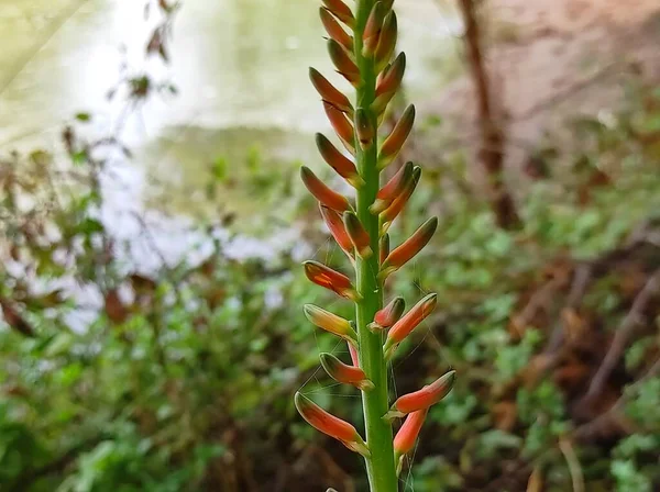 Belo Curto Flores Aloe Vera Crescendo Fazenda — Fotografia de Stock
