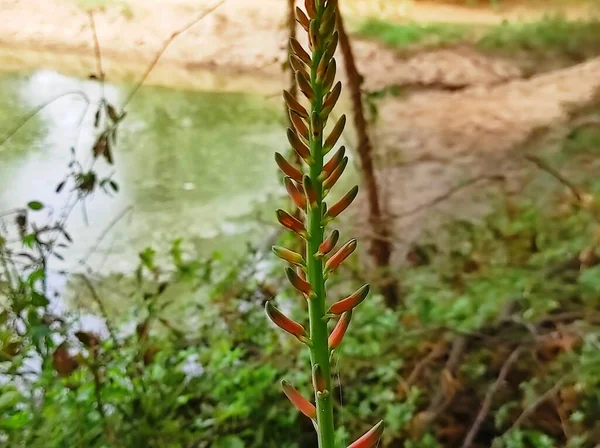 Aloe Vera Çiçeklerinin Güzelliği Çiftlikte Büyüyor — Stok fotoğraf
