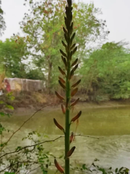 Frumos Scurt Aloe Vera Flori Creștere Fermă — Fotografie, imagine de stoc