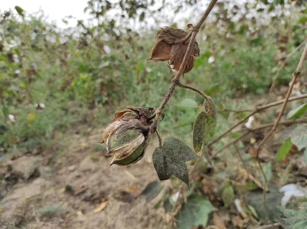 Myrothecium Leaf Spot Disease Cotton Crop Photos — Stock Photo, Image