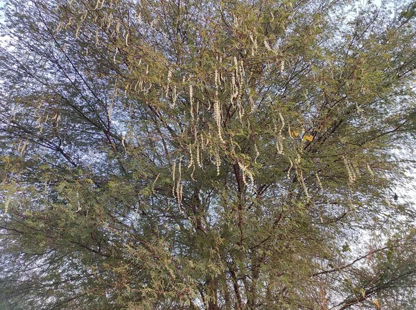 Κοντινό Πλάνο Του Αραβικού Δέντρου Gum Kikar Babul Φωτογραφίες — Φωτογραφία Αρχείου