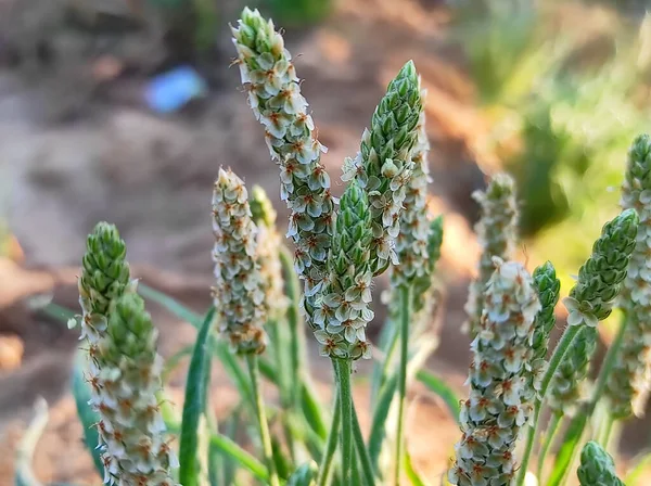 Krásný Pohled Isabgol Ispaghula Psyllium Seed Indian Plantago Rostlina Rostoucí — Stock fotografie