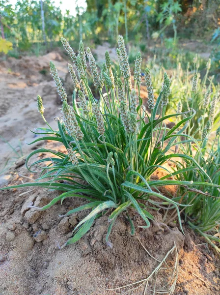 Indah Pemandangan Isabgol Ispaghula Psyllium Benih Indian Plantago Tanaman Tumbuh — Stok Foto